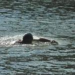  изображение для новости Университетские моржи отметили День физкультурника массовым заплывом