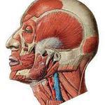 изображение для новости USU team  wins a bronze medal at the International Universiade "Anatomy and Me»