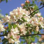  изображение для новости The 1st of May  -   International Workers' Day